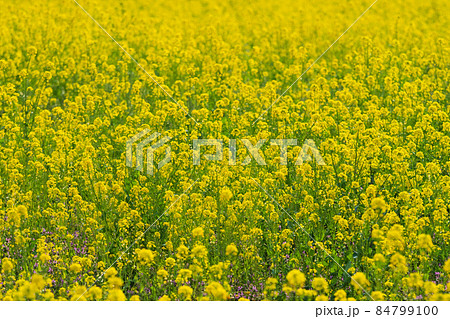 菜の花畑 84799100