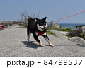海で遊ぶ豆柴 84799537
