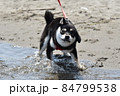 海で遊ぶ豆柴 84799538