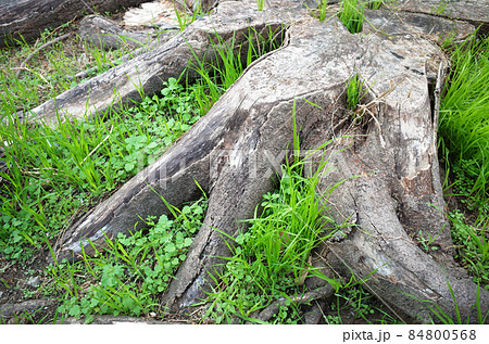横から見た、根が広がる木の切り株と草 84800568