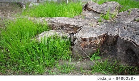 横から見た、根が広がる木の切り株と草 84800587
