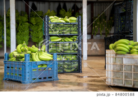 Sorting of the banana harvest in the shop at the banana production. Boxes with sorted bananas. Banana industry 84800588