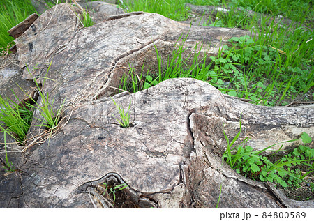 横から見た、根が広がる木の切り株と草 横から見た、根が広がる木の切り株と草 84800589