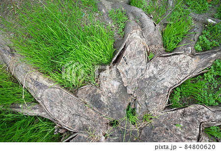 上から見た、根が広がる木の切り株と草 84800620