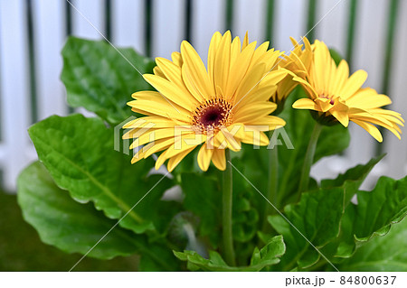 ガーベラ ガーベラ 84800637