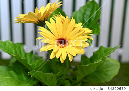 ガーベラ 84800639