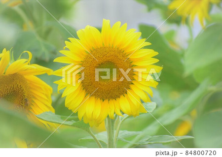 夏の花ヒマワリ 84800720
