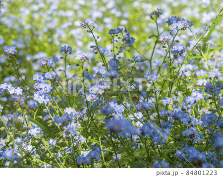 青い花 勿忘草の花畑 オーストラリアにて 青い花 勿忘草の花畑 オーストラリアにて 84801223