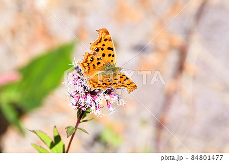 キタテハ、蝶 キタテハ、蝶 84801477