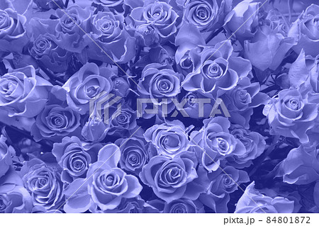 Very peri or violet roses as background. Spring pattern. Very peri or violet roses as background. Spring pattern. 84801872