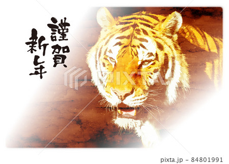 寅年 84801991