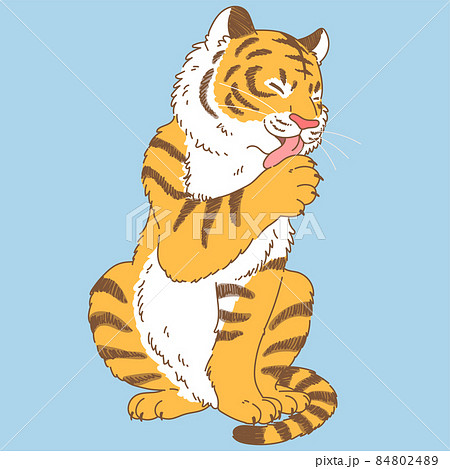 毛づくろいをするシンプルなトラのイラスト 主線ありのイラスト素材