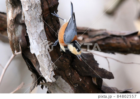 ヤマガラ　やまがら　北海道野鳥 84802557