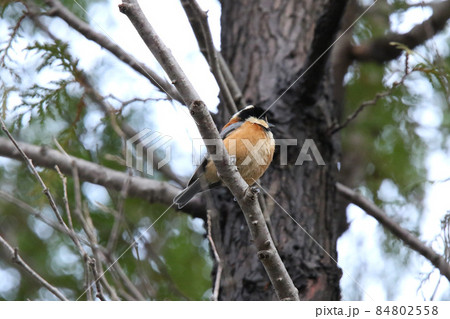 ヤマガラ　やまがら　北海道野鳥 84802558