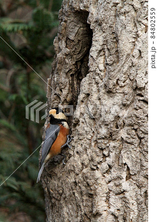 ヤマガラ　やまがら　北海道野鳥 84802559
