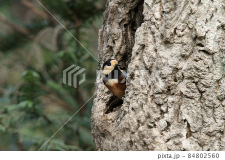 ヤマガラ　やまがら　北海道野鳥 84802560
