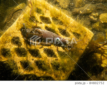 An underwater picture of a fishing lure for catching fish. Brown lure on a yellow brick. The concept of active recreation 84802752
