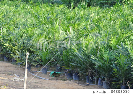 MALACCA, MALAYSIA -JANUARY 20, 2016: Seedlings of palm oil planted in the plastic bag before transfer it to the palm oil farm. MALACCA, MALAYSIA -JANUARY 20, 2016: Seedlings of palm oil planted in the plastic bag before transfer it to the palm oil farm. 84803056