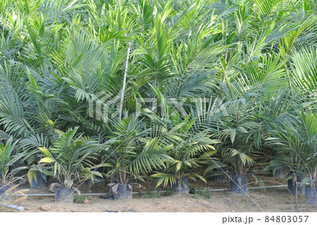 MALACCA, MALAYSIA -JANUARY 20, 2016: Seedlings of palm oil planted in the plastic bag before transfer it to the palm oil farm. MALACCA, MALAYSIA -JANUARY 20, 2016: Seedlings of palm oil planted in the plastic bag before transfer it to the palm oil farm. 84803057