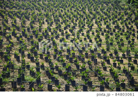 MALACCA, MALAYSIA -JANUARY 20, 2016: Seedlings of palm oil planted in the plastic bag before transfer it to the palm oil farm. MALACCA, MALAYSIA -JANUARY 20, 2016: Seedlings of palm oil planted in the plastic bag before transfer it to the palm oil farm. 84803061