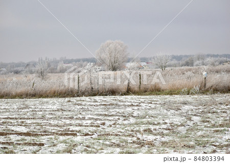 Winter. The plowed land and plants were covered with frost. Winter. The plowed land and plants were covered with frost. 84803394
