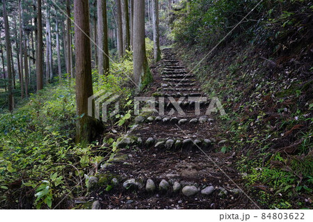 大阪府　岩湧山への登山道 84803622