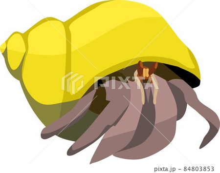 Hermit Crab Decapods Animal Hermit Crab Decapods Animal 84803853