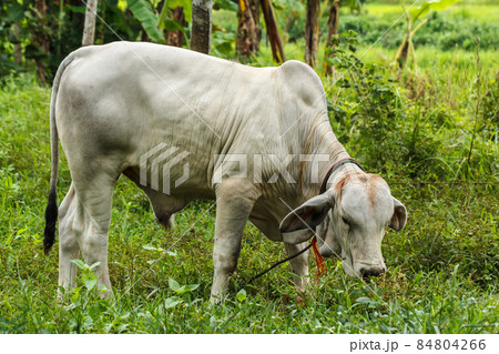 Cow in the field 84804266