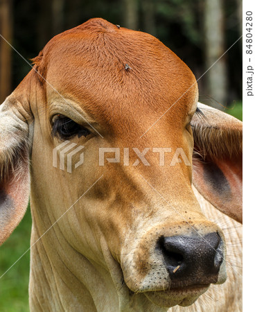 Cow in the field Cow in the field 84804280