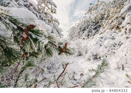 Winter forest with snowy trees. Frozen landscape with snow in sunny day. Christmas time 84804332
