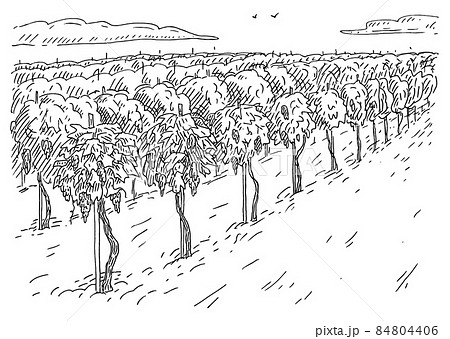 Vineyard Fields Vintage Engrave Monochrome のイラスト素材