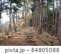 植林と自然の境界 84805088