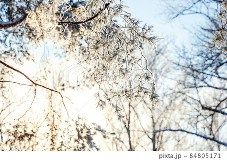 Frosty trees in snowy forest, cold weather in sunny morning. Tranquil winter nature in sunlight. Inspirational natural winter garden or park. Peaceful cool ecology nature landscape background 84805171