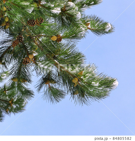 Pine branch with cones and blue sky. Pine branch with cones and blue sky. 84805582