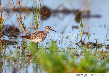 Tringa glareola or wood sandpiper in marshland 84806572