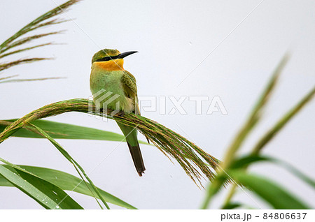 Merops persicus or blue-cheeked bee-eater sits on the cane Merops persicus or blue-cheeked bee-eater sits on the cane 84806637