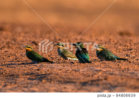 Merops persicus or blue-cheeked bee-eater sits on the branch 84806639