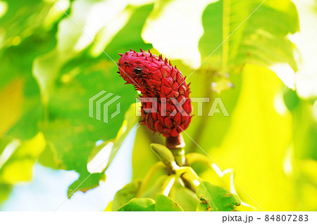 大きな赤い実　”朴の木” 84807283