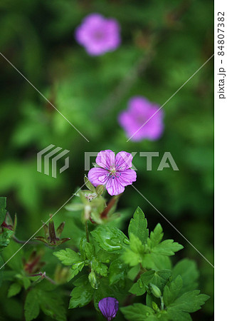 小雨に咲く、ゲンノショウコの花 84807382