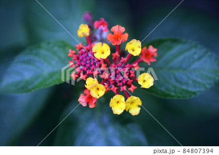 ランタナ 黄と赤色の花 ランタナ 黄と赤色の花 84807394