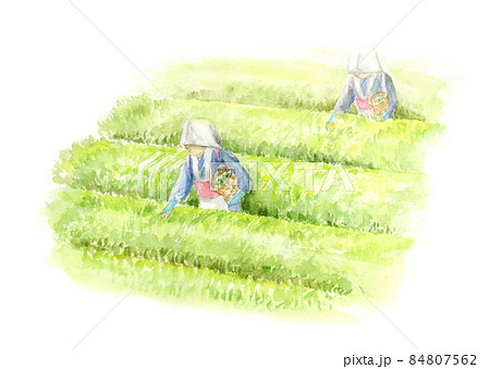 茶摘みの風景　水彩画 84807562