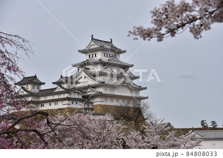 日本の兵庫県の姫路市 世界遺産で国宝でもある姫路城 春の桜と立派な天守閣 日本の兵庫県の姫路市 世界遺産で国宝でもある姫路城 春の桜と立派な天守閣 84808033