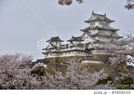 日本の兵庫県の姫路市 世界遺産で国宝でもある姫路城 春の桜と立派な天守閣 日本の兵庫県の姫路市 世界遺産で国宝でもある姫路城 春の桜と立派な天守閣 84808036