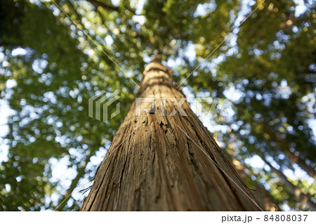 檜の幹・木・ヒノキ・樹皮・アップ・見上げる・遠近感 檜の幹・木・ヒノキ・樹皮・アップ・見上げる・遠近感 84808037