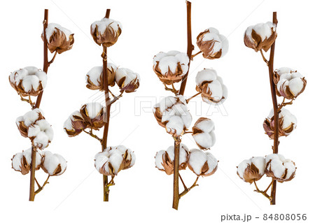 Cotton plant flower isolated on white background with full depth of field, Setor collection 84808056