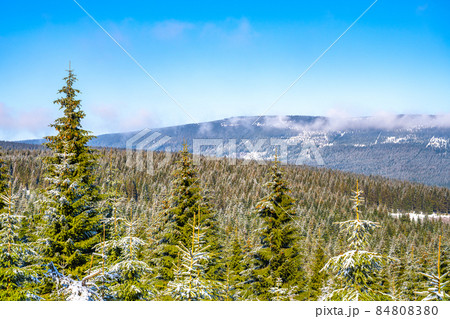 Spruce forests on sunny winter day Spruce forests on sunny winter day 84808380