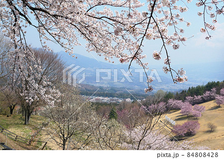 斜面縫う桜花のシュプール 伊香保グリーン牧場みはらしの丘にて 斜面縫う桜花のシュプール 伊香保グリーン牧場みはらしの丘にて 84808428