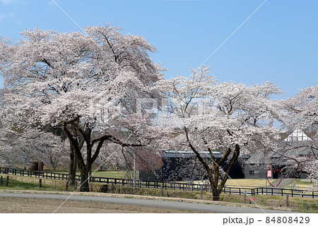 昼の光 満開の花の向こうに併設の原美術館ARCと、モニュメントが見えます。 昼の光 満開の花の向こうに併設の原美術館ARCと、モニュメントが見えます。 84808429
