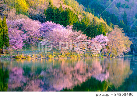 中綱湖の桜 中綱湖の桜 84808490