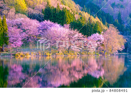 中綱湖の桜 84808491